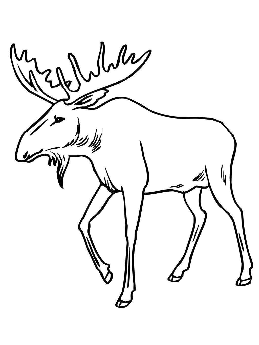 Free Moose Coloring Pages Coloring Sheets printable