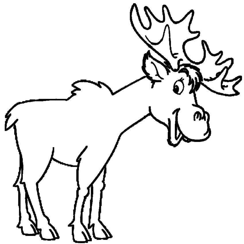 Free Moose Coloring Pages Elk Smiling printable