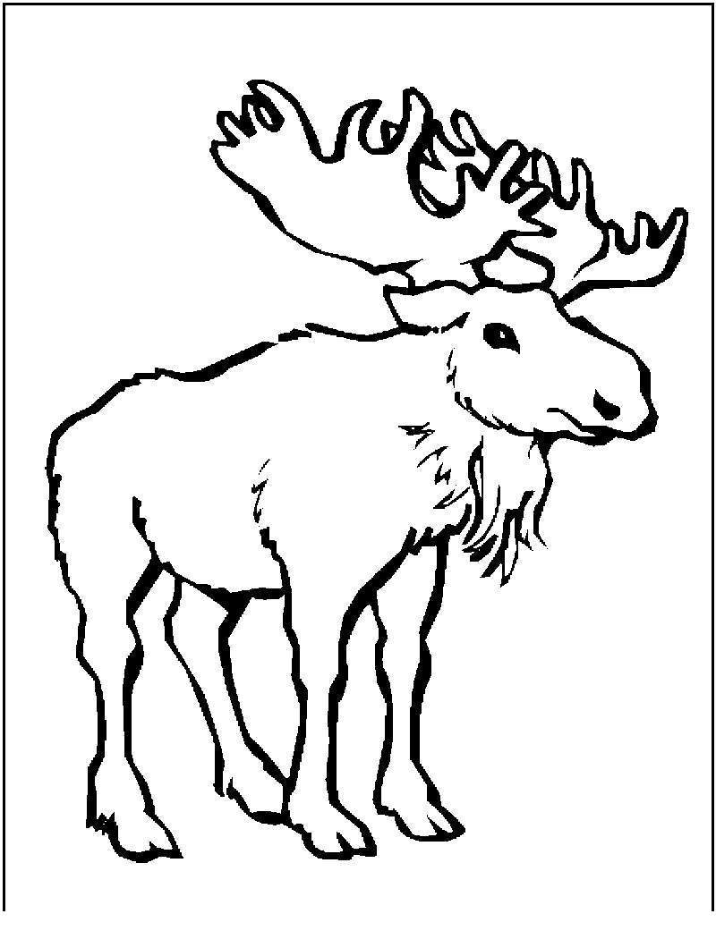 Free Moose Coloring Pages Pictures printable