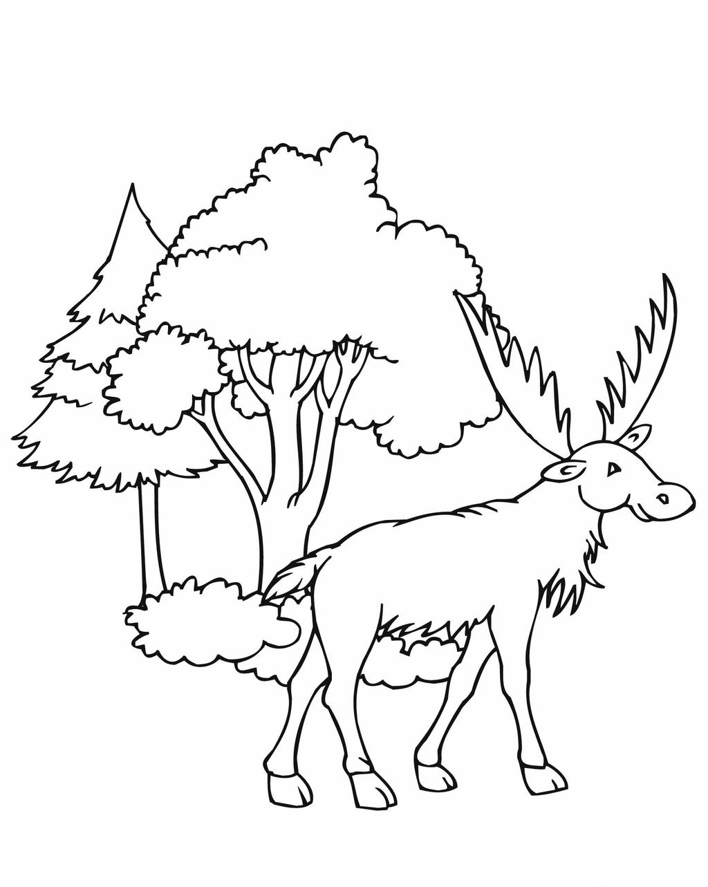 Free Moose Coloring Pages Worksheet printable
