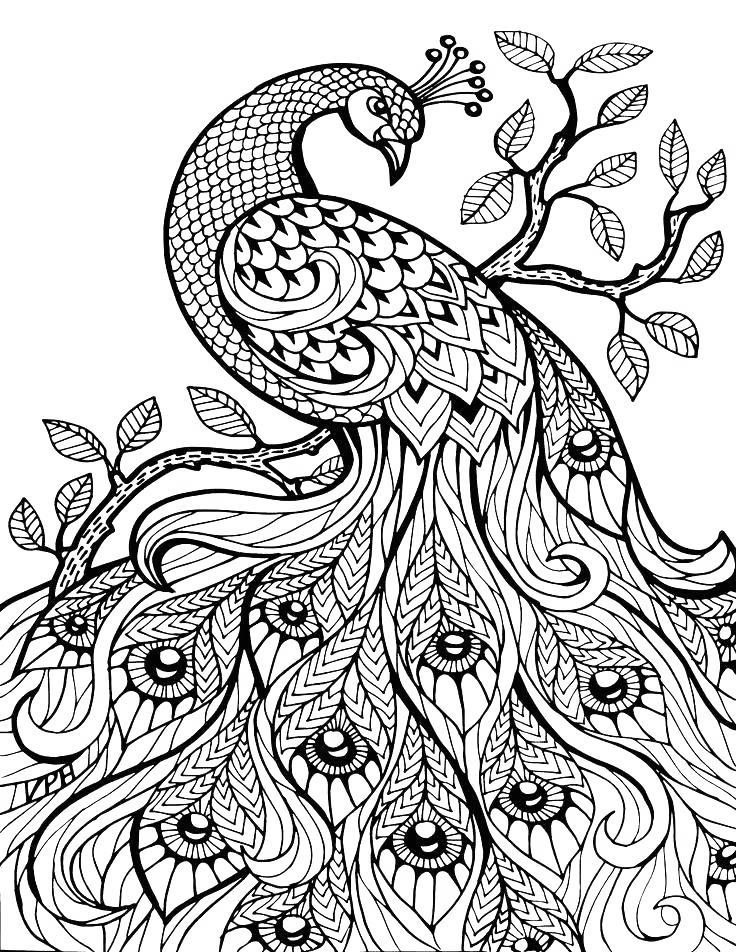Free Mindfulness Coloring Pages Peacock On The Tree printable