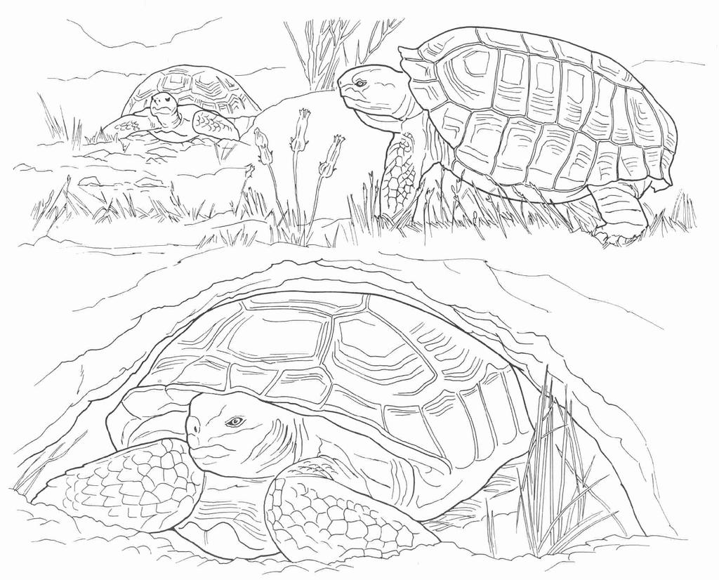 Free September Coloring Pages Turtles printable