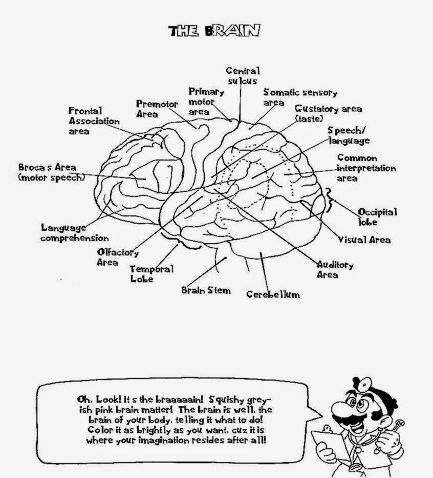 Free Drug Free Coloring Pages The Brain printable