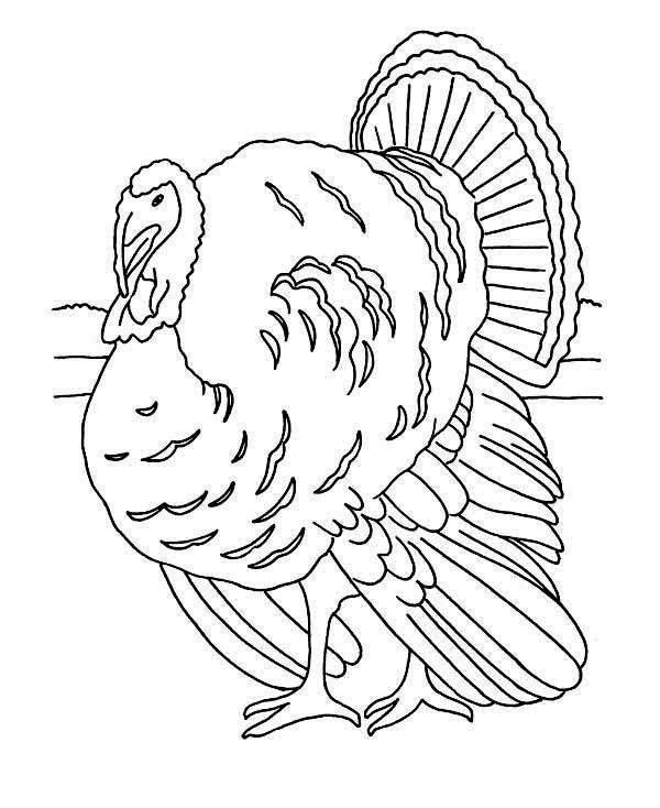 Free Free Turkey Coloring Pages Hand Drawing printable
