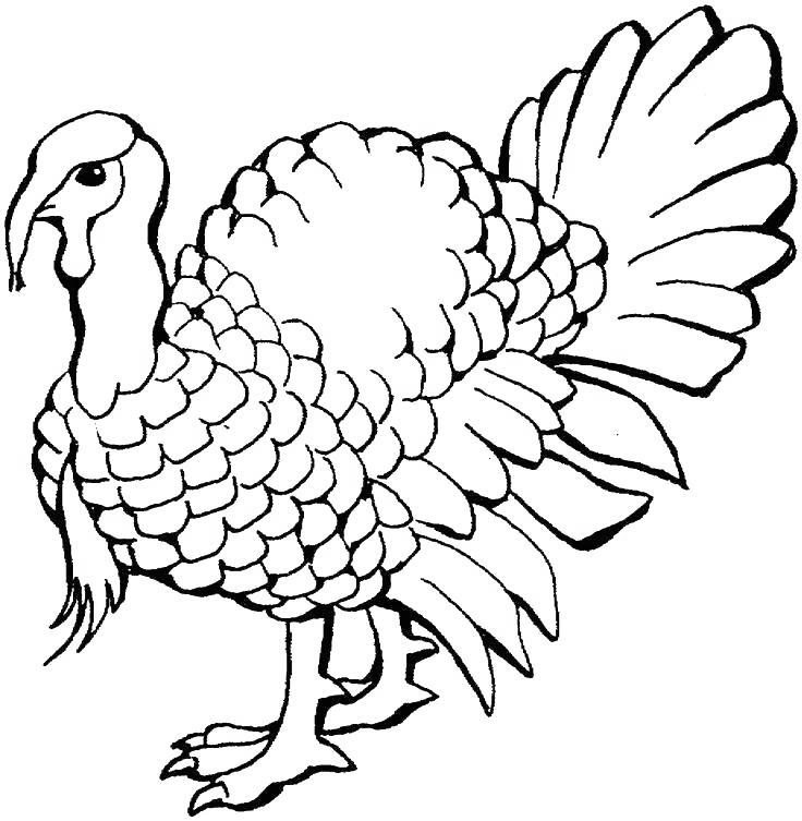 Free Free Turkey Coloring Pages Realistic Drawing printable